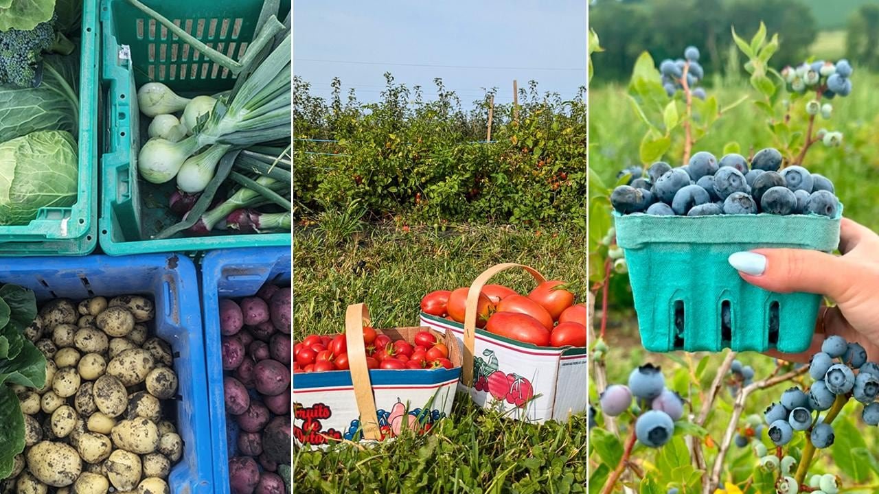 default-163 Left: top-down view of crates filled with freshly harvested root vegetables; center: two boxes of tomatoes in a garden; right: hand holding a pint of blueberries in front of blueberry bushes.